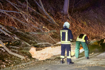 Feuerwehreinsatz: Bäume krachen auf Straße und sorgen für drei Stunden Vollsperrung - Auf der Auer Talstraße knickten mehrere Bäume ab. Die Feuerwehr war im Einsatz.