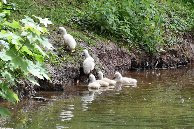 Flauschiger Nachwuchs erobert die sächsischen Seen - Auf den Teichen und Seen kann nun wieder flauschiger Nachwuchs beobachtet werden. 