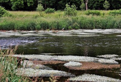 Flüsse Mulde und Chemnitz blühen: Meer an weißen Blüten - Die Mulde bei Wechselburg. Foto: Andrea Funke