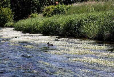 Flüsse Mulde und Chemnitz blühen: Meer an weißen Blüten - Die Mulde bei Wechselburg. Foto: Andrea Funke