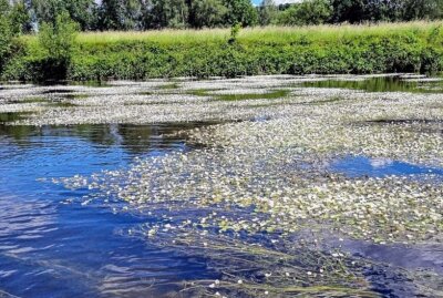 Flüsse Mulde und Chemnitz blühen: Meer an weißen Blüten - Die Mulde. Foto: Andrea Funke