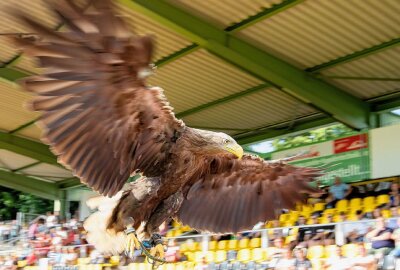 Flugshow: Adler eröffnet grandioses Fußballfest in Plauen - Impressionen vom Spiel des VFC Plauen gegen die Vogut-Eventauswahl. Endstand 3:2 (1:1). Fotos: Oliver Orgs / Pressebüro Repert