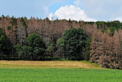 Forstminister Günther: "Wälder konnten kaum verschnaufen" - Dieser Anblick ist keine Seltenheit: Ganze Landstriche sind von abgestorbenen Fichtenwäldern gezeichnet. Foto: pixabay/Detmold