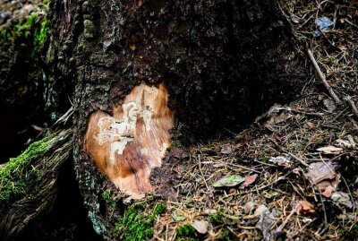 Forstminister Günther: "Wälder konnten kaum verschnaufen" - Hier ist der Befall deutlich. Da hilftmeist nur die Entfernung des Baumes, weil Borkenkäfer einen Baum den sie befallen nicht mehr verlassen. Auch Gift hilft nicht. Foto: pixabay/congerdesign