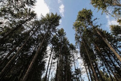 Forstminister Günther: "Wälder konnten kaum verschnaufen" - Die Dürren der letzten Jahre, sowie der Befall mit Schädlingen lassen so manche Baumkrone ganz schön dünn erscheinen. Man spricht von "Kronenverlichtung" Foto: pixabay/Sonja-Kalee