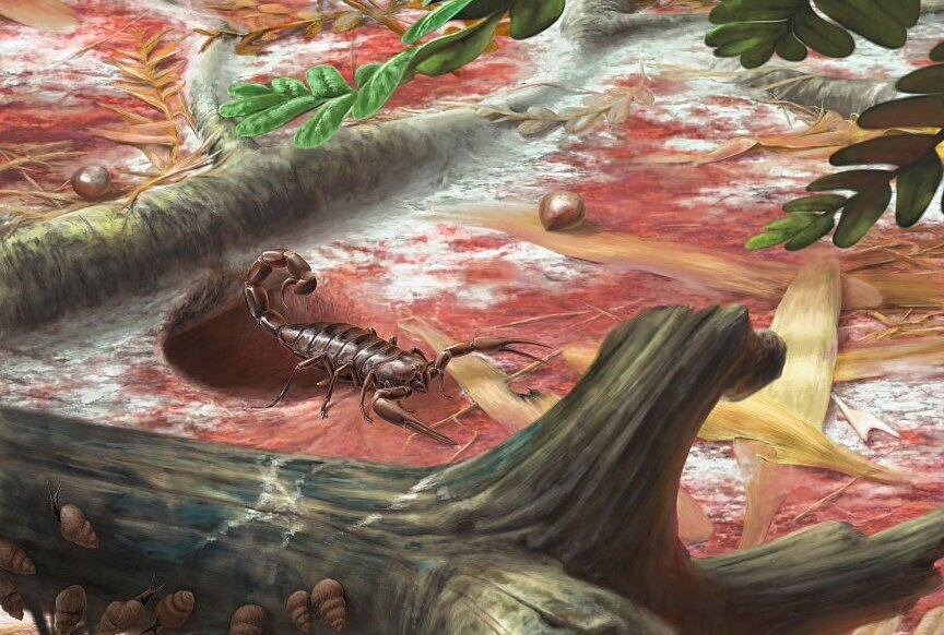 Fossile Liebesgeschichte im Naturkundemuseum - Der Skorpion Opsieobuthus tungeri in seinem rekonstruierten Lebensraum am Eingang einer Höhle im Waldboden. Zeichnung: Frederik Spindler
