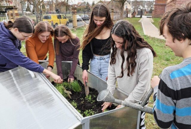 Französische Schüler lernen Rochlitz kennen - Am Hochbeet, welches durch die AG schon vorbereitet wurde, pflanzten die Schüler die vorgezogenen Kräuter ein. Foto: Andrea Funke