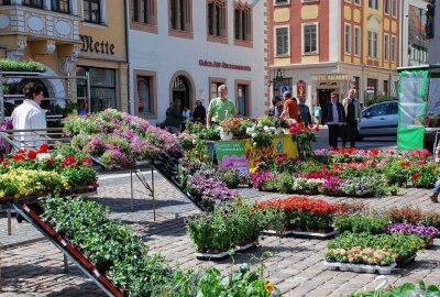 Freiberger Obermarkt wird zum Blumenmeer! - Blumen- und Pflanzenmarkt auf dem Freiberger Obermarkt. Foto: Stadtverwaltung Freiberg