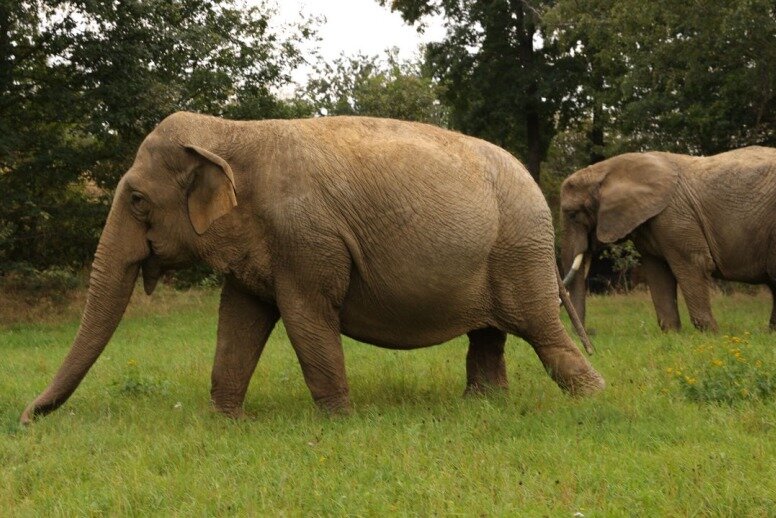 Freikarten für das Elefantenreservat Starkenberg - 