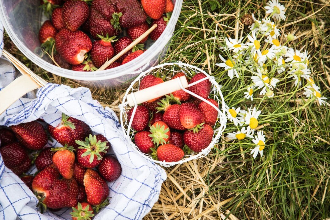 Frische Erdbeeren am besten direkt essen oder verwerten - Frische Erdbeeren sollten bald verzehrt werden, da sie empfindlich sind und nicht nachreifen.