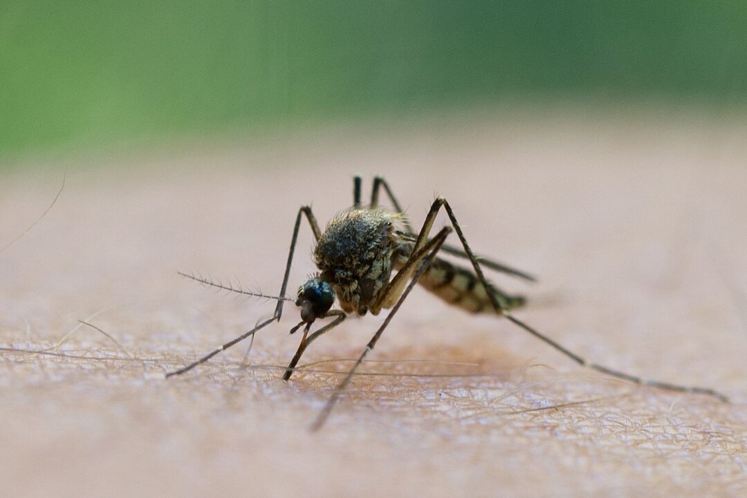 Früher Start der Stechmückensaison - Witterungsbedingt: Die ersten Stechmücken sind bereits geschlüpft.