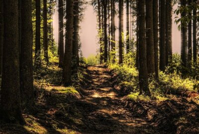 Frühling lockt Menschen in die Wälder: Ausflugstipps für einen gelungenen Waldbesuch - Foto: pixabay