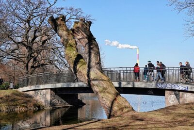 Frühlingserwachen: Es grünt und blüht mitten in Chemnitz - Schönes Sonnenwetter an Schloßteich. Foto: Harry Härtel/haertelpress