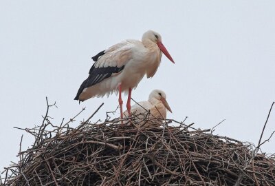 Frühlingsgefühle: Storchenpaar in Glauchau wieder vereint - Das Storchenpaar in seinem Nest. Foto: Andreas Kretschel
