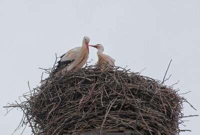 Frühlingsgefühle: Storchenpaar in Glauchau wieder vereint - Das Storchenpaar in seinem Nest. Foto: Andreas Kretschel