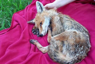 Füchse in der Messestadt: Hunde gegen Staupe impfen lassen - Fuchs wird zum Krankheitsüberträger. Hunde sollten gegen Staupe geimpft werden. Foto: Anke Brod