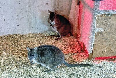 Für Tiere ist Silvester eine anstrengende Zeit - Die Parmakängurus im Auer Zoo der Minis verbringen Silvester im Innengehege. Foto: Ralf Wendland