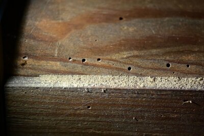 Gebrauchte Möbel kaufen: So machen Sie einen guten Fang - Da ist der Holzwurm drin: Prüfen Sie gebrauchte Holzmöbel auf kleine Löcher. Sonst holen Sie sich womöglich Nagekäfer nach Hause.
