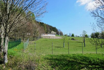 Gelenau treibt Planung eines "Feel-Good-Dorfs" voran - Aktuell befindet sich am geplanten Standort noch ein Wildgehege. Foto: Andreas Bauer