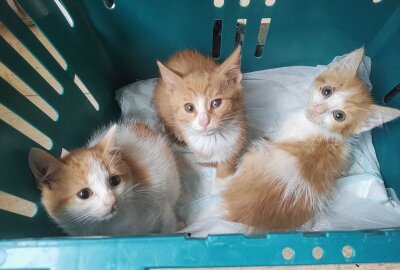 Gelenauer rettet streunende Katzenfamilie - Wie ihre Mutter sind auch die Kitten von weiß-brauner Farbe. Foto: Andreas Bauer