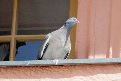 Geschwächte Tauben gefunden: Was tun? - Erst kürzlich war ein Tier auf dem Schloss Augustusburg gelandet. Foto: Maik Bohn/pixelmobil
