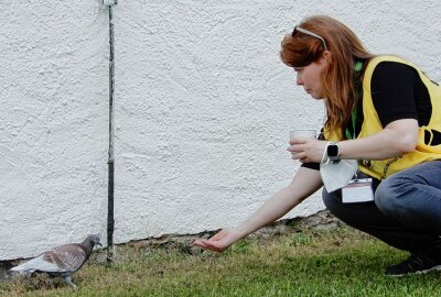 Geschwächte Tauben gefunden: Was tun? -  Eine ehrenamtliche Mitarbeiterin holte Wasser und die Taube nahm dankend an. Foto: Maik Bohn/pixelmobil