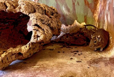 Gesellige Nager stammen aus Südamerika - Degus sind die kleinsten Trugratten der Welt - im Auer Zoo der Minis werden Vertreter dieser Tiere gehalten. Foto: Ralf Wendland