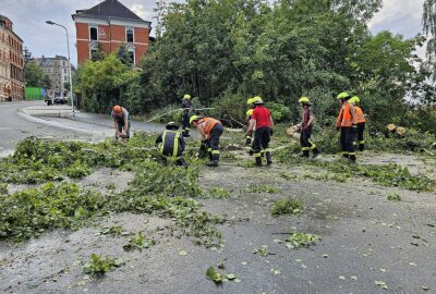 Gewitterchaos in Plauen: Baum fällt auf fahrendes Auto - Die Feuerwehr beseitigt eine umgestürzte Linde und eine Birke "Unterm Felsenschlößchen". Foto: Mike Müller