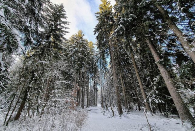 Obwohl die Bäume hoch sind, ist unten genügend Schnee für den Skilanglauf angekommen. Foto: Andreas Bauer