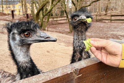 Gibt es im Zoo der Minis bald Emu-Nachwuchs? - Im Auer Zoo der Minis gibt es Hoffnung auf Emu-Nachwuchs - die Henne hat Eier gelegt. Foto: Ralf Wendland