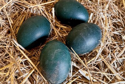 Gibt es im Zoo der Minis bald Emu-Nachwuchs? - Im Auer Zoo der Minis gibt es Hoffnung auf Emu-Nachwuchs - die Henne hat Eier gelegt. Foto: Ralf Wendland
