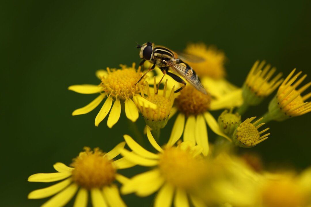 Giftiges Frühlingskreuzkraut breitet sich in Sachsen aus - Ein Insekt sitzt auf einem blühenden Jakobs-Kreuzkraut.