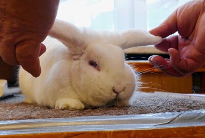 Grießbacher Kaninchenzüchter hoffen dank Ausstellung auf Zuwachs - Bei der Begutachtung durch die Preisrichter spielen auch die Ohren der Kaninchen eine Rolle. Foto: Andreas Bauer