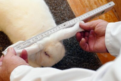 Grießbacher Kaninchenzüchter hoffen dank Ausstellung auf Zuwachs - Die Länge wird genau vermessen. Foto: Andreas Bauer
