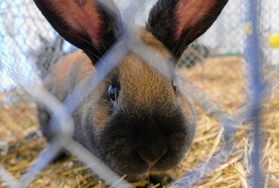 Grießbacher Kaninchenzüchter hoffen dank Ausstellung auf Zuwachs - Im Käfig wartet auch dieses Kaninchen zunächst auf den Preisrichter. Foto: Andreas Bauer