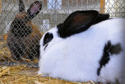 Grießbacher Kaninchenzüchter hoffen dank Ausstellung auf Zuwachs - Insgesamt stellen 20 Züchter ihre Tiere in Grießbach aus. Foto: Andreas Bauer