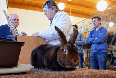 Grießbacher Kaninchenzüchter hoffen dank Ausstellung auf Zuwachs - Beharrlich warten die Kaninchen die Prozedur ab. Foto: Andreas Bauer