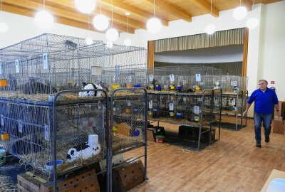 Grießbacher Kaninchenzüchter hoffen dank Ausstellung auf Zuwachs - Im Ausstellungssaal werden 128 Tiere präsentiert. Foto: Andreas Bauer