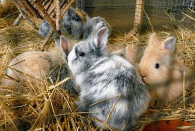 Grießbacher Kaninchenzüchter hoffen dank Ausstellung auf Zuwachs - Diese kuschligen Zwergkaninchen können Besucher bei der Tombola gewinnen. Foto: Andreas Bauer