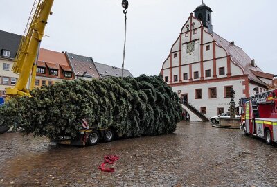 Grimma hat nun einen Weihnachtsbaum - Der Grimmaer Weihnachtsbaum wurde geliefert und aufgestellt. Foto: Sören Müller