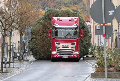 Grimma hat nun einen Weihnachtsbaum - Der Grimmaer Weihnachtsbaum wurde geliefert und aufgestellt. Foto: Sören Müller