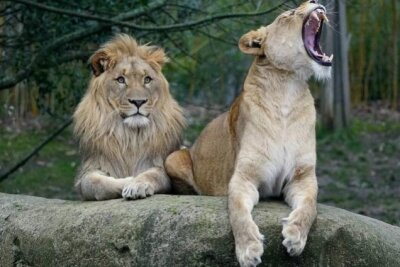 Mayo (l.) und Kigali waren bis zuletzt das Löwenpaar im Zoo Leipzig. Mayo verstarb kürzlich. Foto: Zoo Leipzig/Archiv