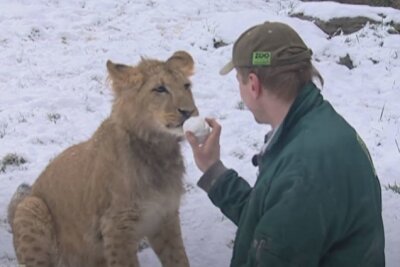 Jorg Gräser war lange Zeit für die Pflege der Löwen zuständig. Youtube-Screenshot: Riverboat