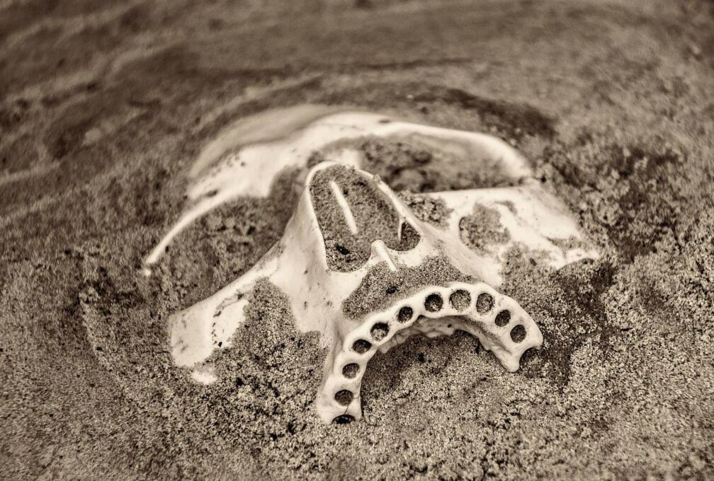 Großer Knochenfund an der JVA - Mehere Knochen wurden bei der JVA in Torgau geborgen. Symbolfoto: pixabay