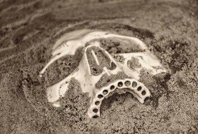 Großer Knochenfund an der JVA - Mehere Knochen wurden bei der JVA in Torgau geborgen. Symbolfoto: pixabay