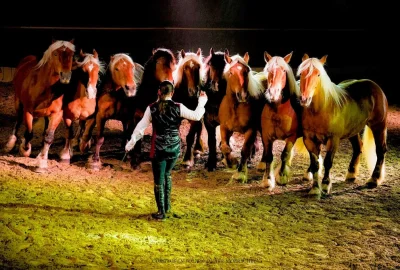 Großer Preis von Sachsen: Starke Pferde und spannender Sport - Der Große Preis von Sachsen steht wieder vor der Tür. Foto: Didier Moerschel
