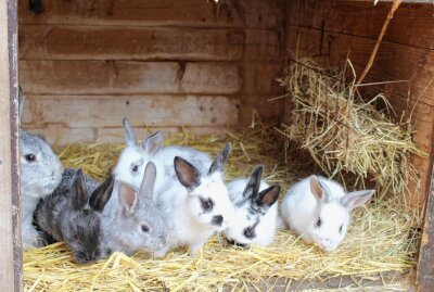 Gute Neuigkeiten aus dem Limbacher Amerika-Tierpark! - Bei den Kaninchen soll es noch mehr Nachwuchs geben. Foto: A.Büchner