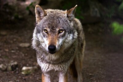 Hartha: Meister Isegrim auf Beutezeug - Fachstelle Wolf erbittet Hinweise - Symbolbild