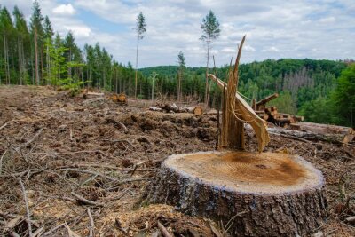 Heimische Holzknappheit: Deutschland exportiert alle Bäume an USA und China - Deutsche Wälder werden abgeholzt und fast alles wird nach China und USA exportiert. Foto: pixabay