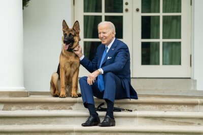 Heiß geliebt und umstritten - Der deutsche Schäferhund - US-Präsident Joe Biden mit seinem Hund auf den Stufen vor dem Weißen Haus.